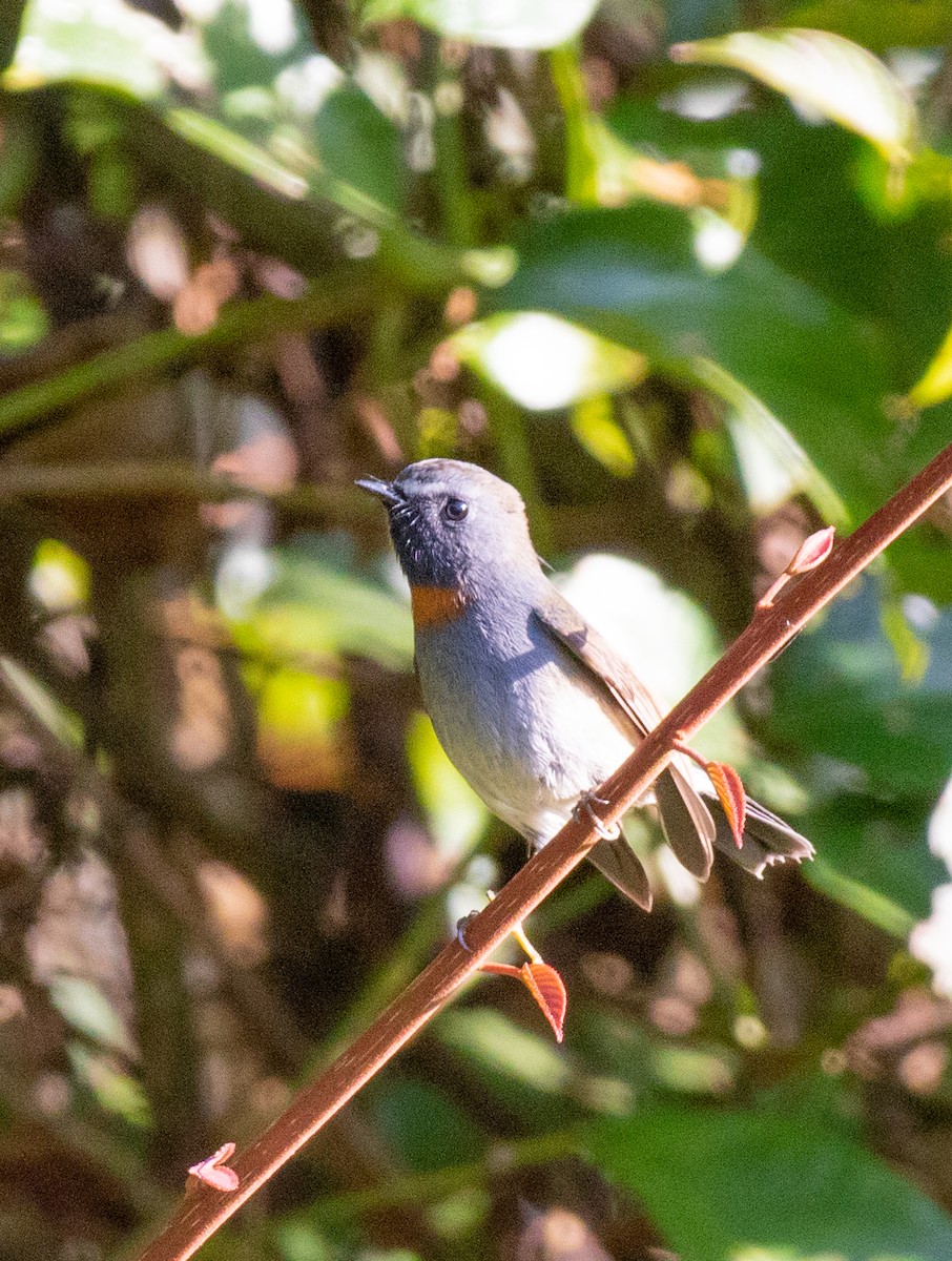 Rufous-gorgeted Flycatcher - ML643077259