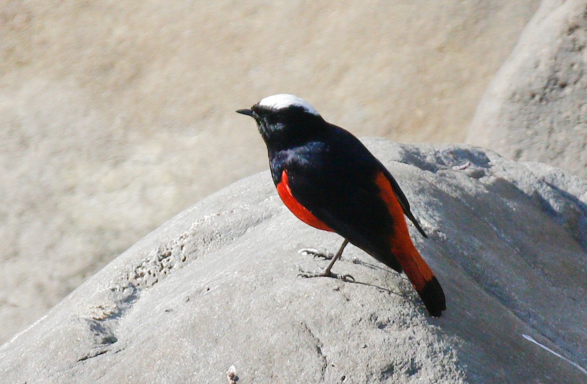 White-capped Redstart - ML643077266