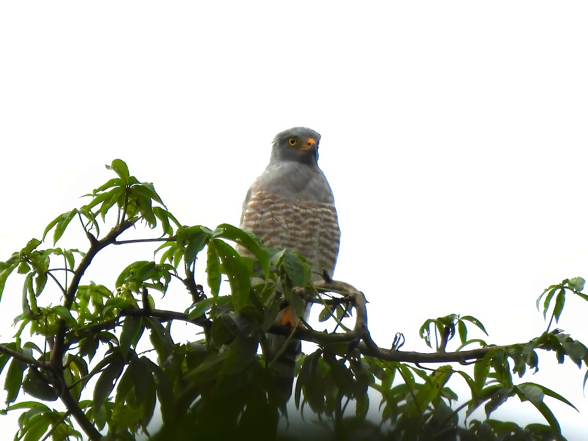 Roadside Hawk - ML643077272