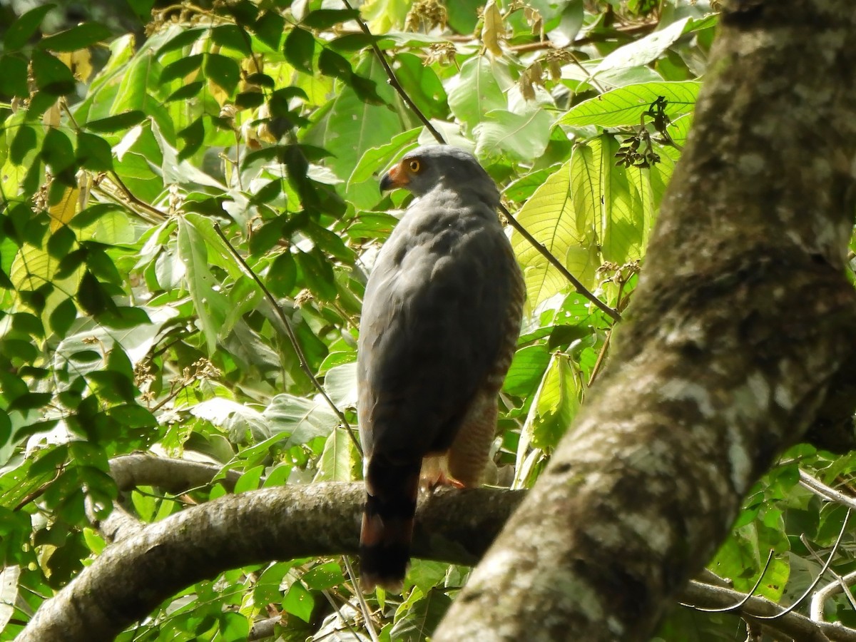 Roadside Hawk - ML643077274