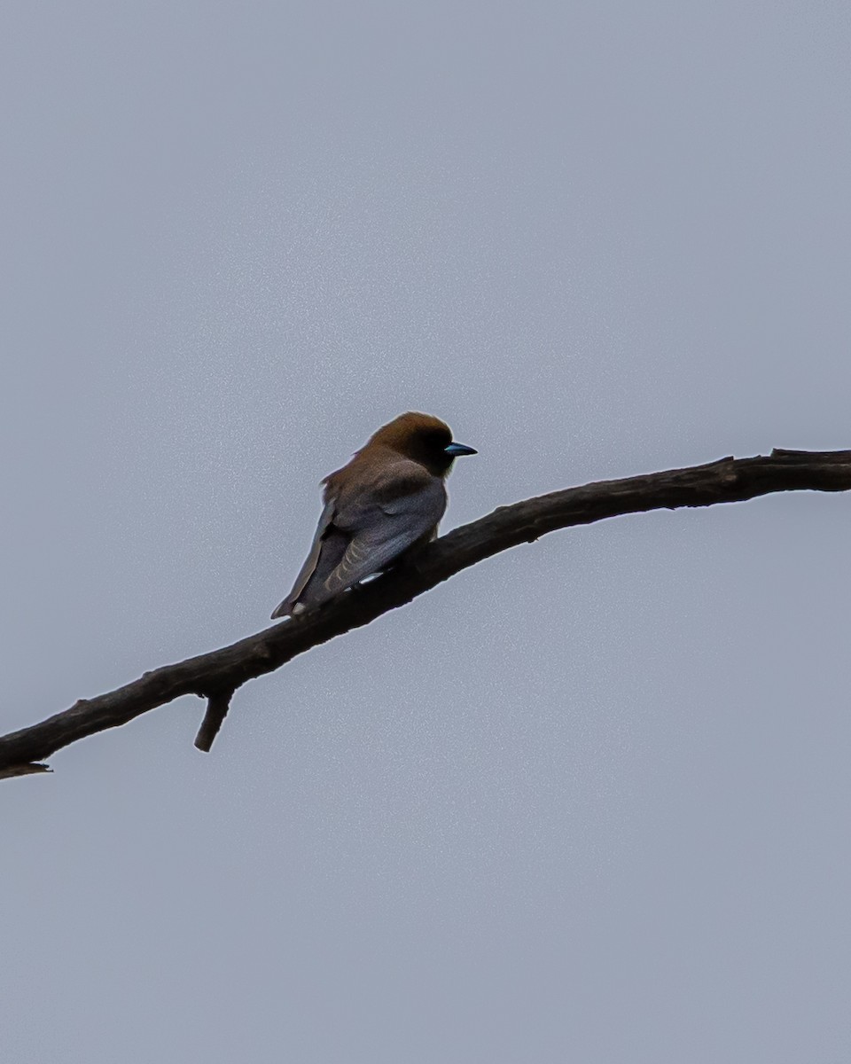 Little Woodswallow - ML643077289