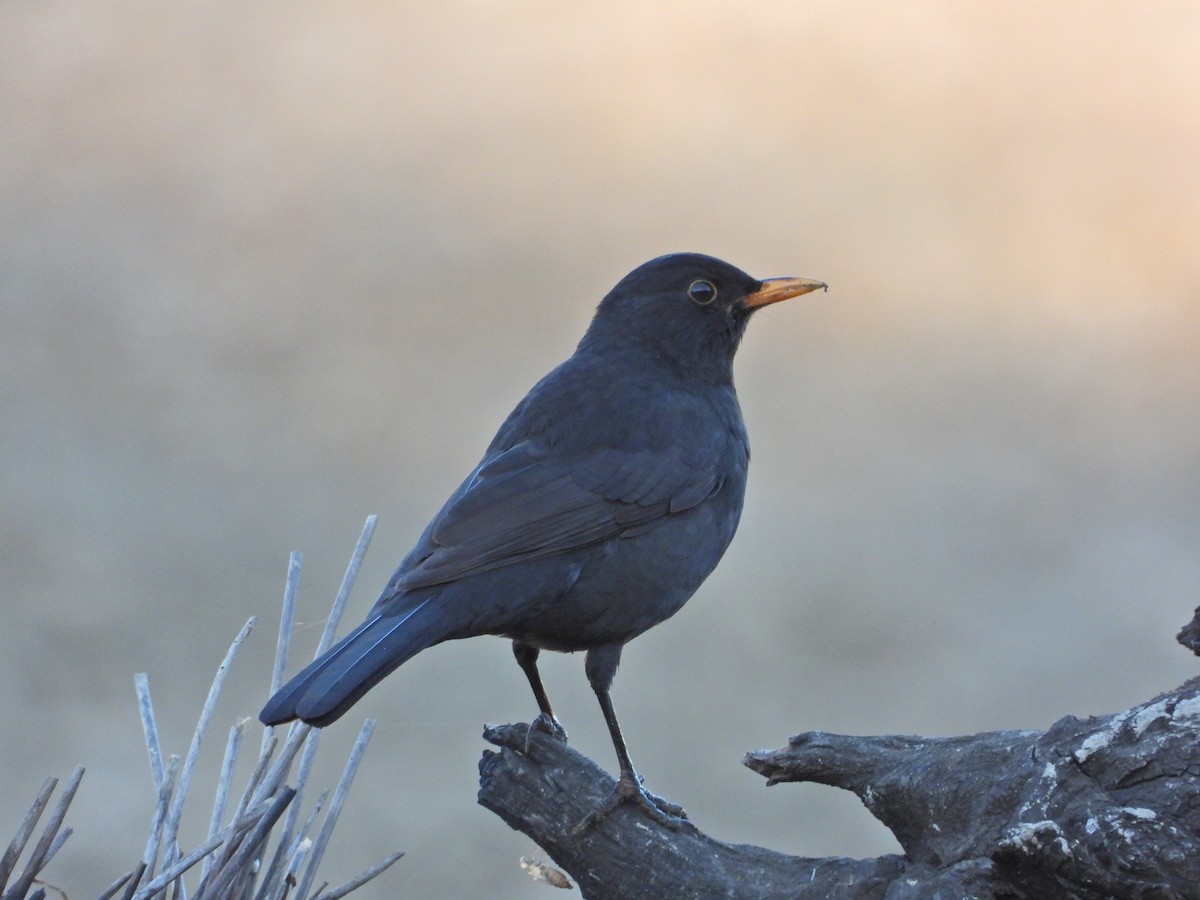 Eurasian Blackbird - ML643077304