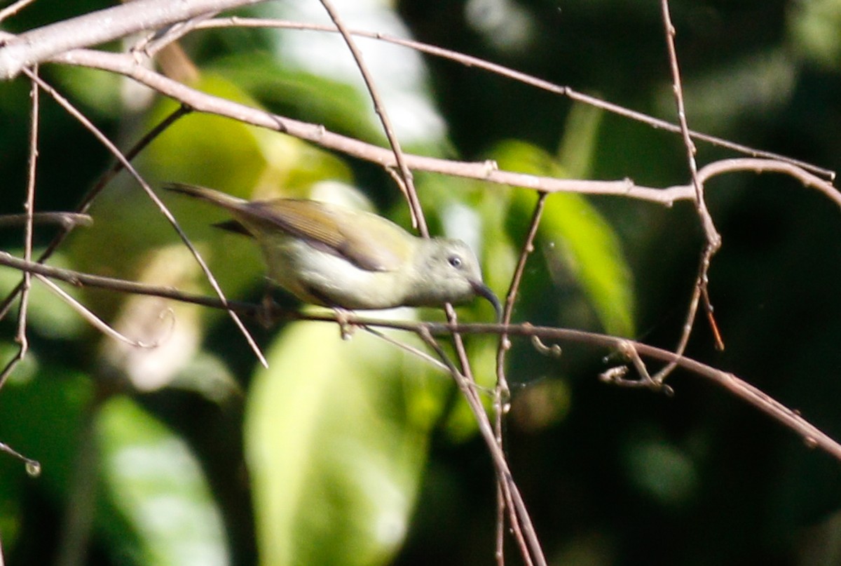 Black-throated Sunbird - ML643077311