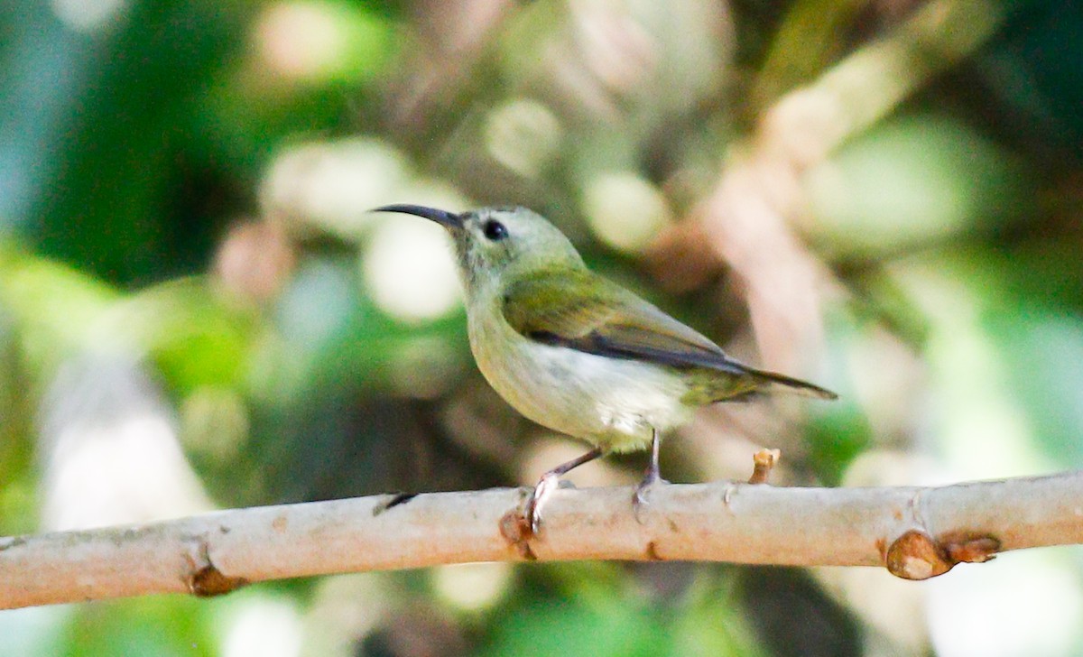 Black-throated Sunbird - ML643077312