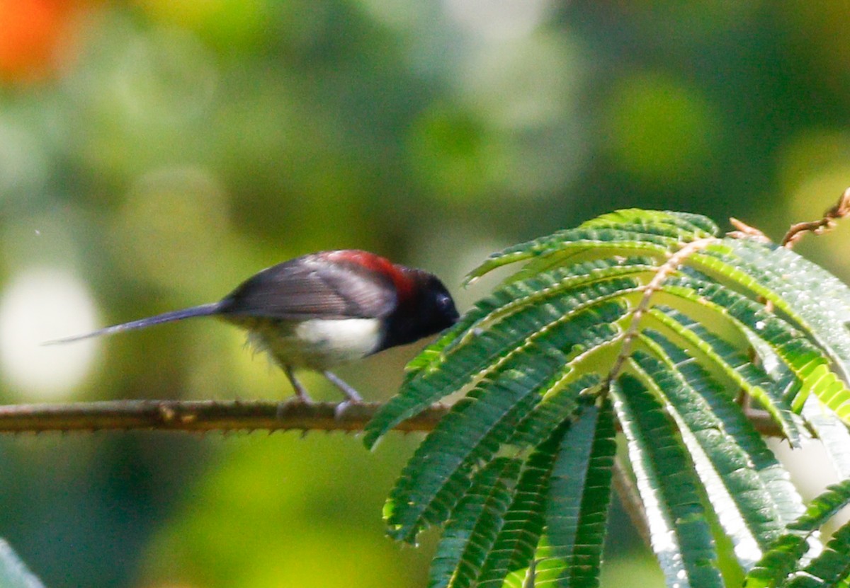 Black-throated Sunbird - ML643077313