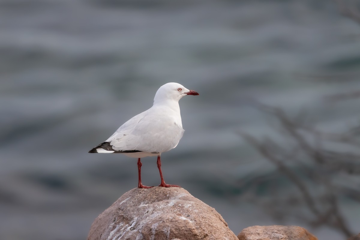 Silver Gull (Silver) - ML643077321