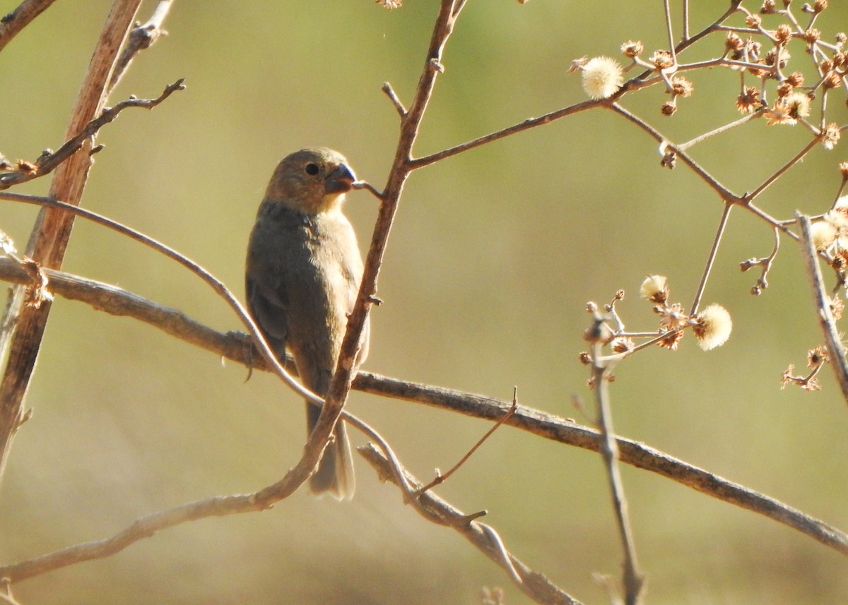 White-bellied Seedeater - ML643077339