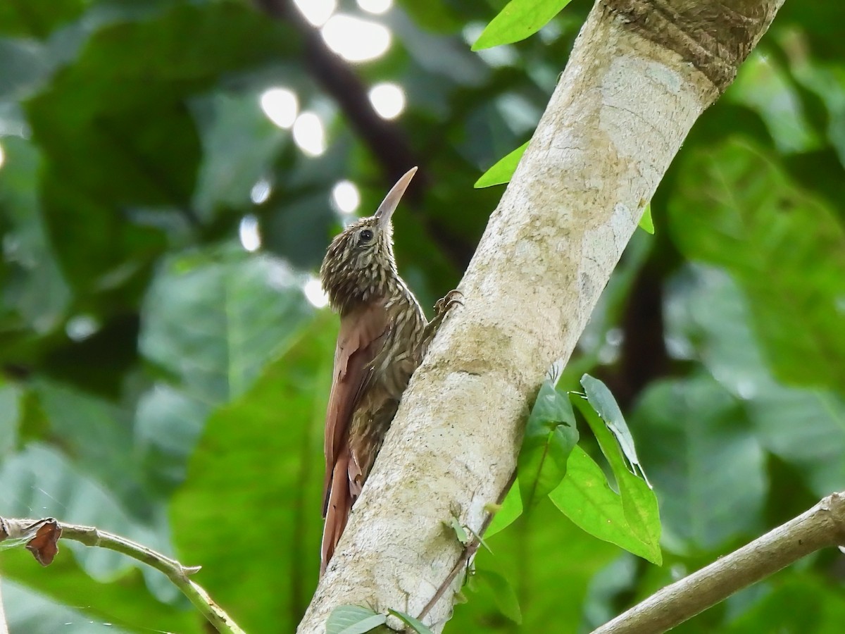 Streak-headed Woodcreeper - ML643077340