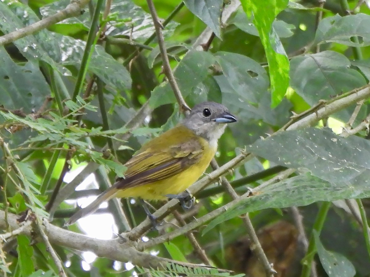 White-shouldered Tanager - ML643077348