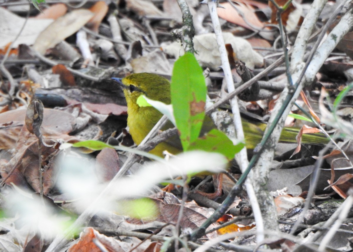 Flavescent Warbler - ML643077349