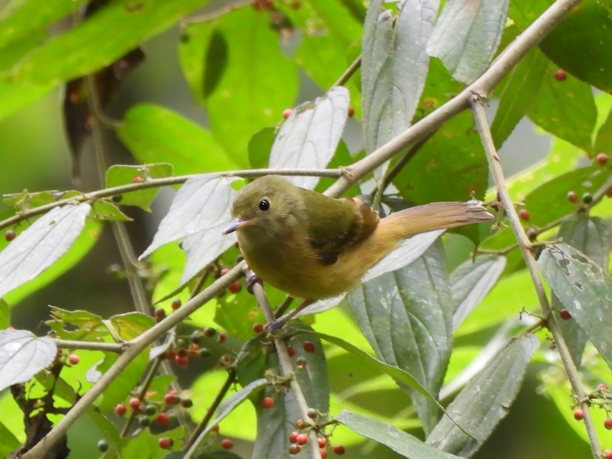Ochre-bellied Flycatcher - ML643077356