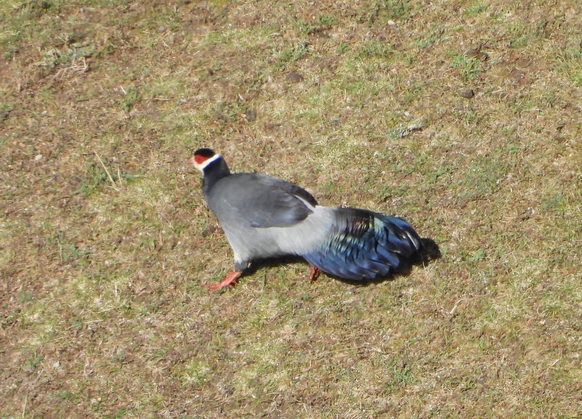 Tibetan Eared-Pheasant - ML643077357