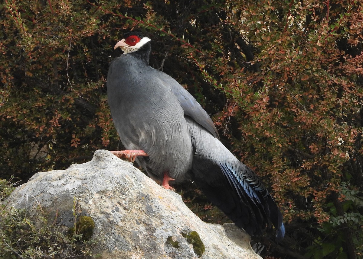 Tibetan Eared-Pheasant - ML643077358