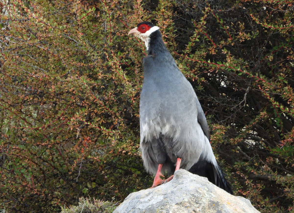 Tibetan Eared-Pheasant - ML643077359