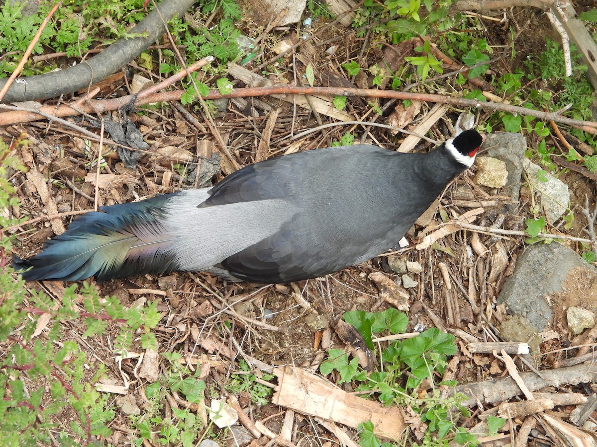 Tibetan Eared-Pheasant - ML643077361