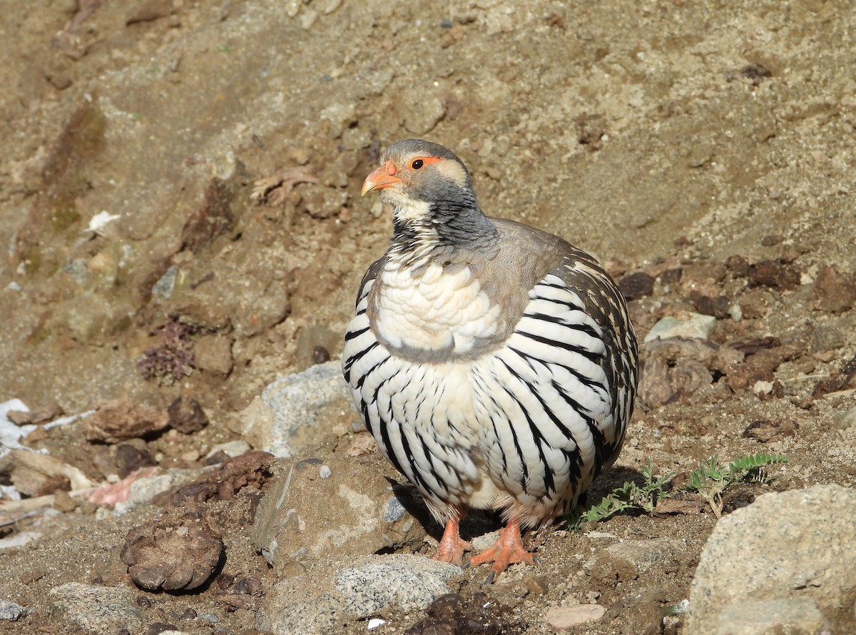 チベットセッケイ - ML643077363