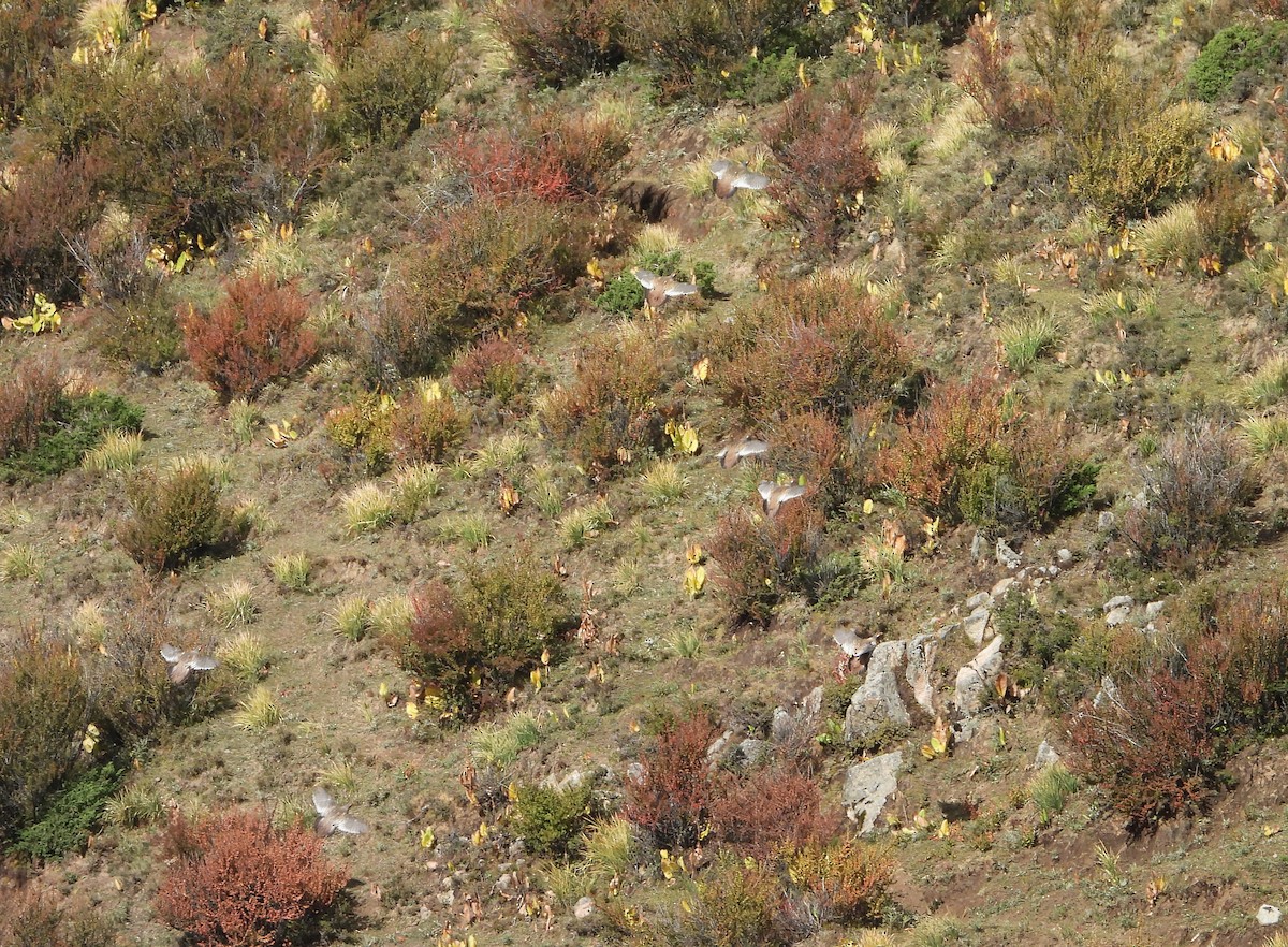 チベットセッケイ - ML643077364