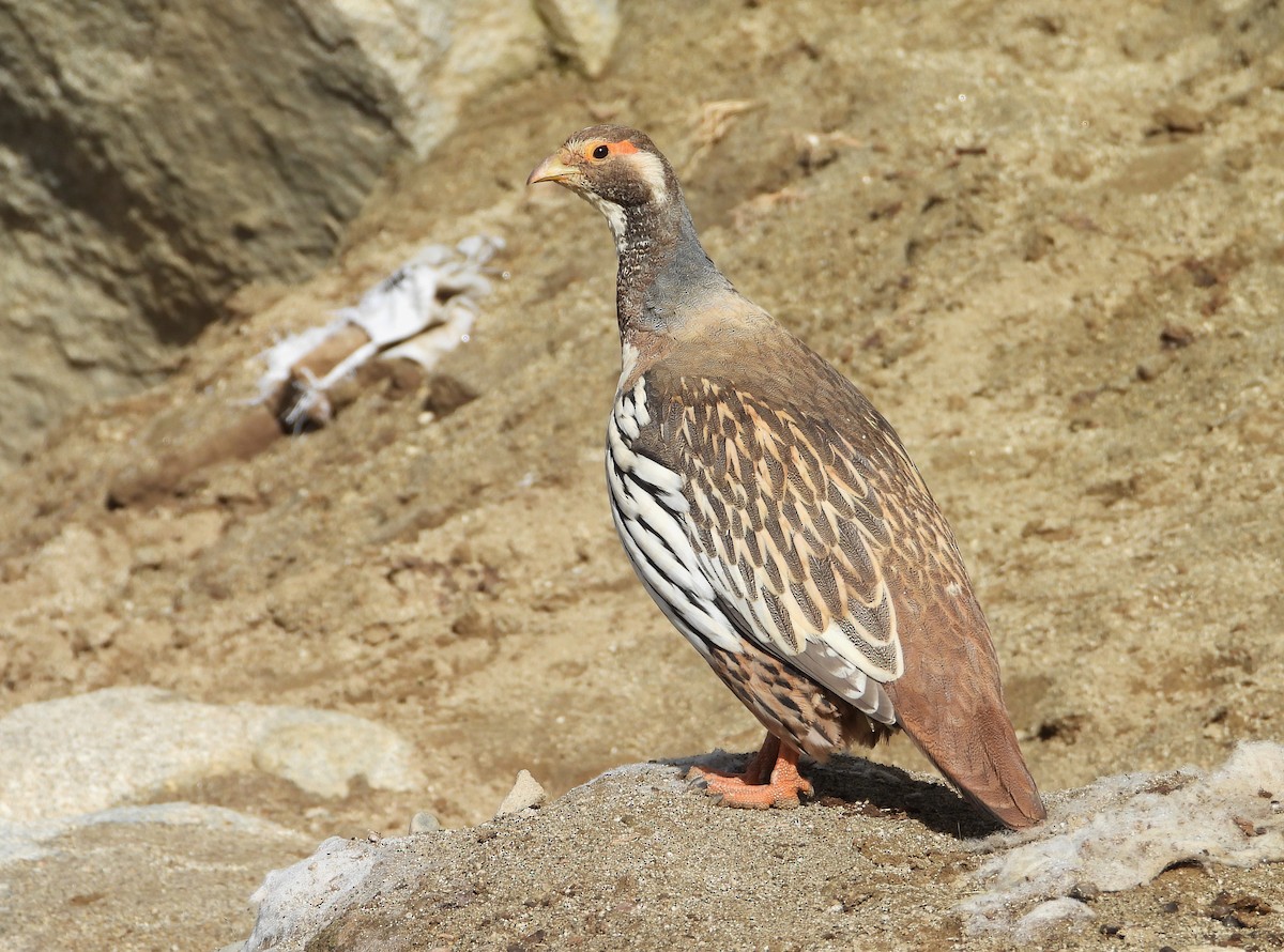 チベットセッケイ - ML643077365