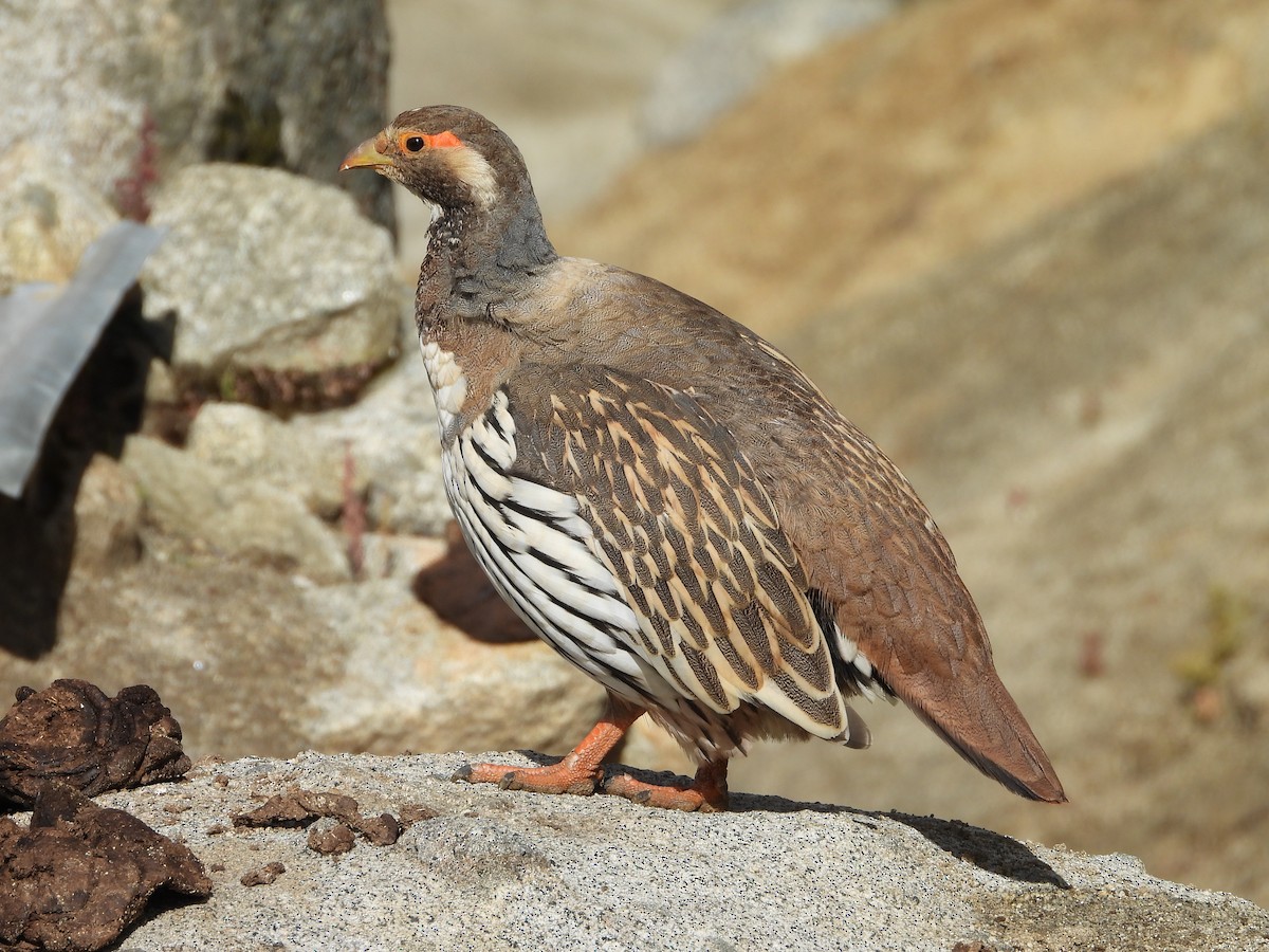 チベットセッケイ - ML643077366