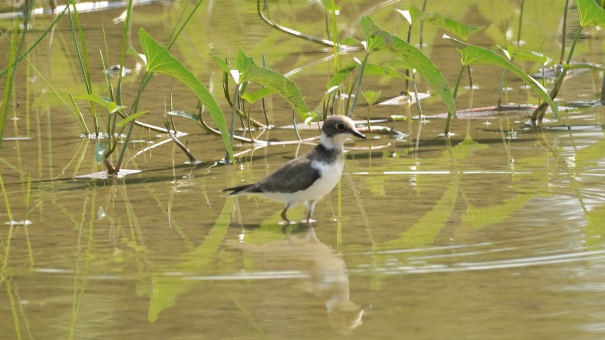 Little Ringed Plover - ML643077367