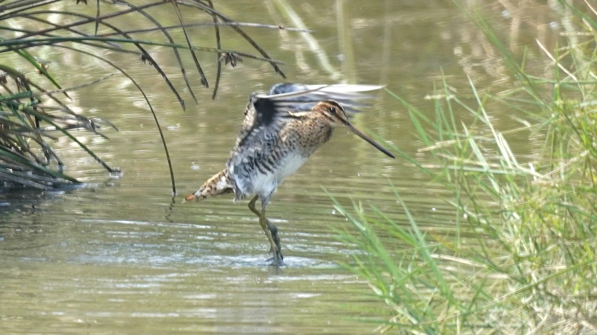 Common Snipe - ML643077372