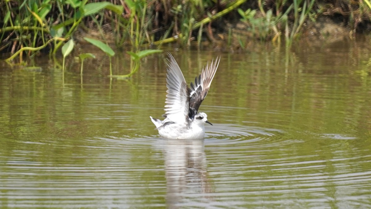 Red-necked Phalarope - ML643077375