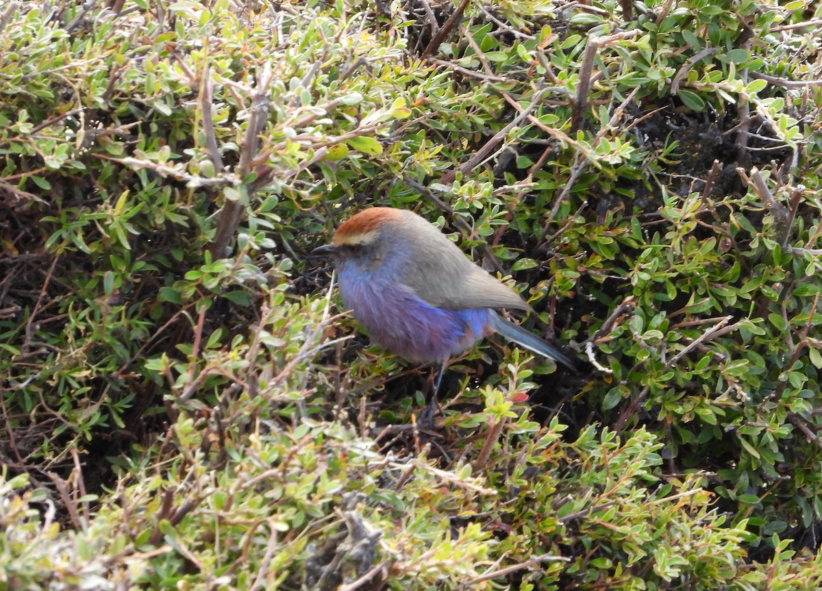 White-browed Tit-Warbler - ML643077381