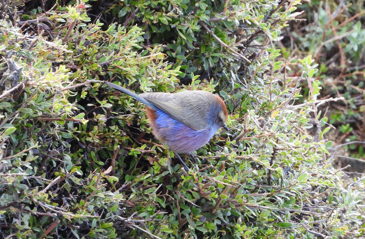 White-browed Tit-Warbler - ML643077382