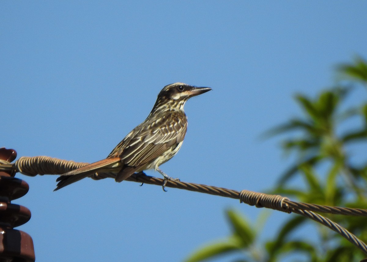 Streaked Flycatcher - ML643077383