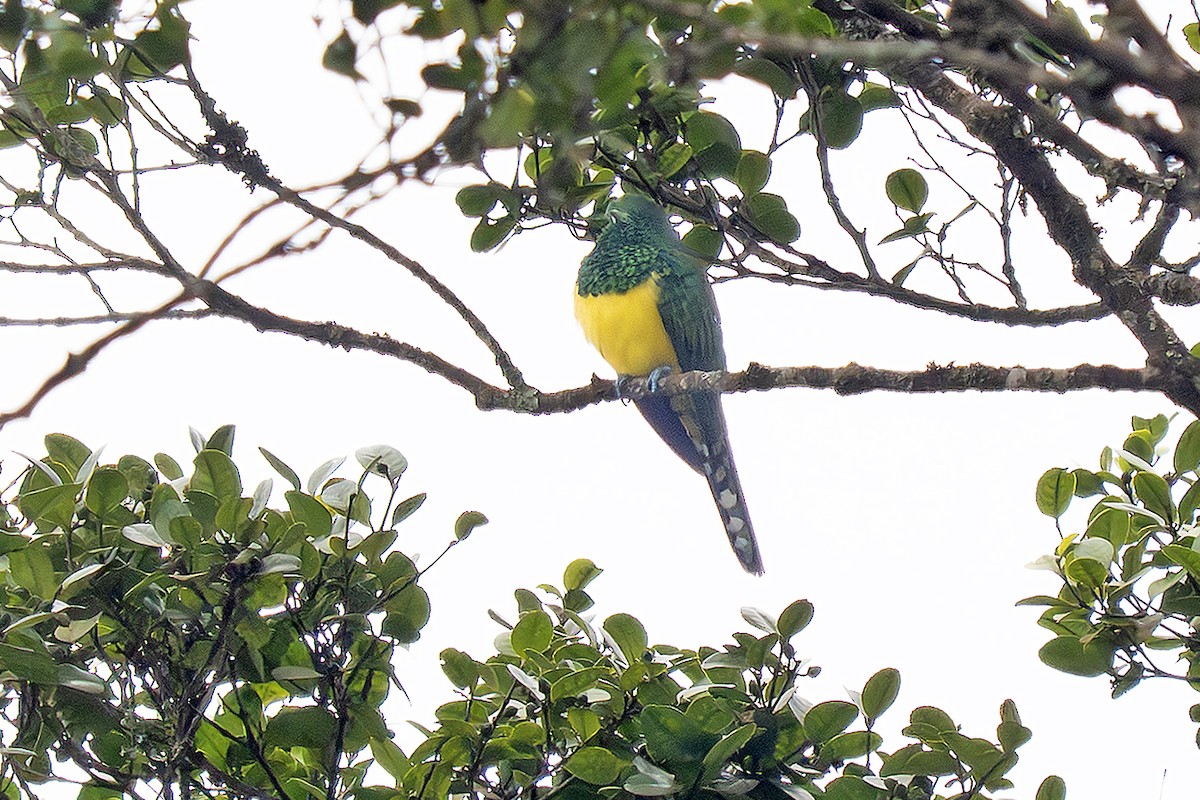 African Emerald Cuckoo - ML643077384