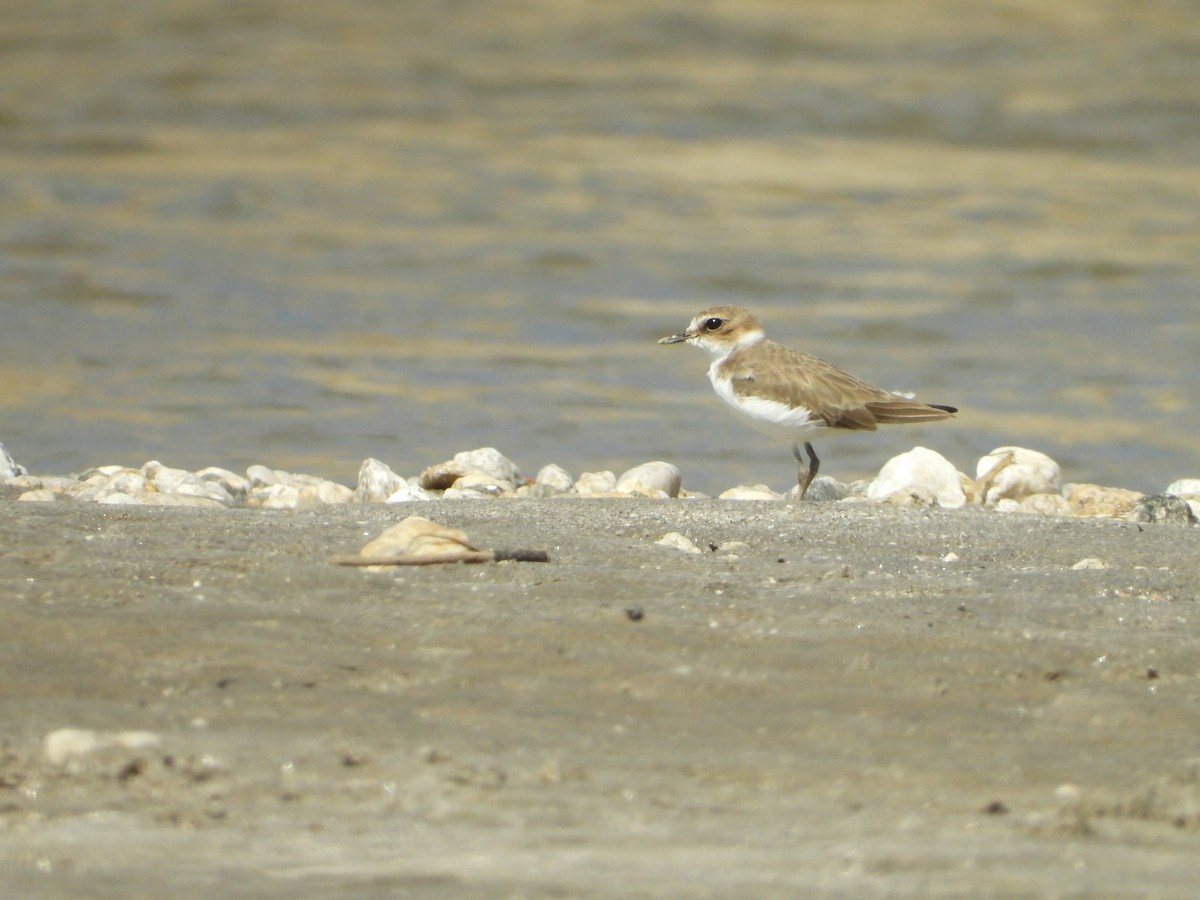 Kentish Plover - ML643077387
