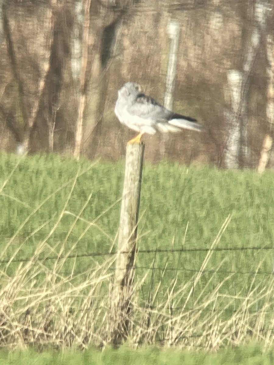 Hen Harrier - ML643077393