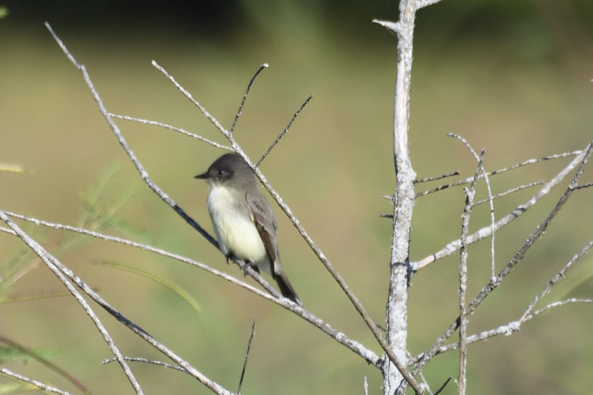 Eastern Phoebe - ML643077394