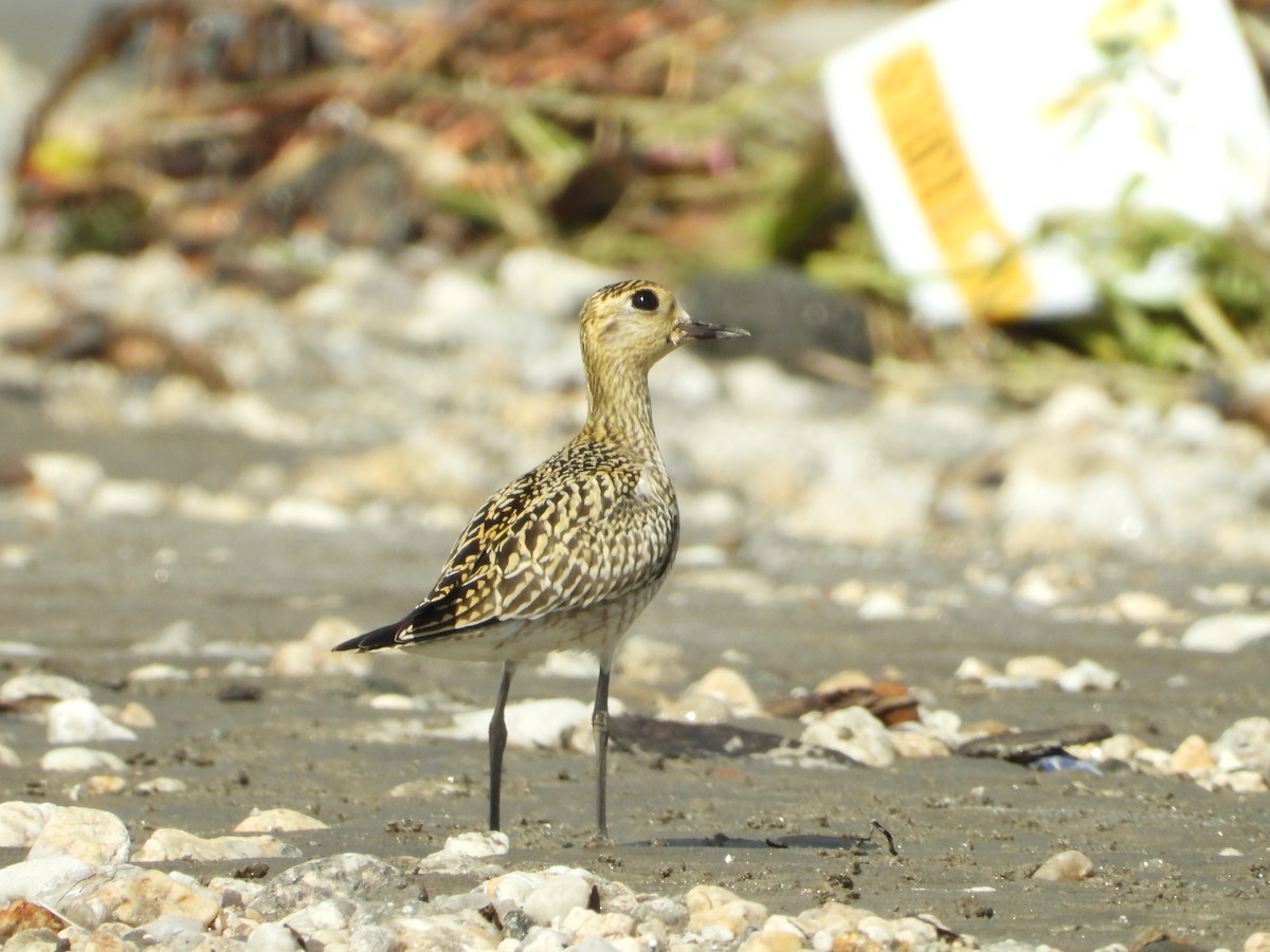 Pacific Golden-Plover - ML643077396