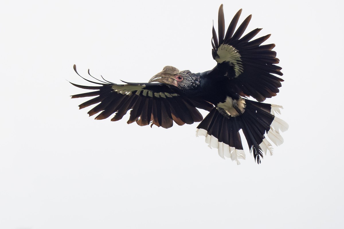 Silberwangen-Hornvogel - ML643077397