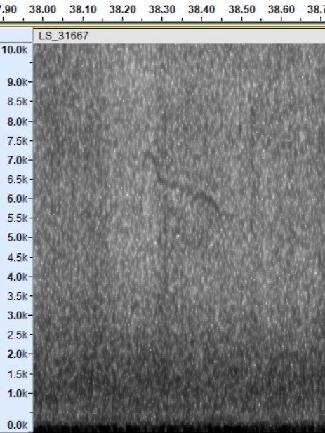 Red-throated Pipit - ML643077400