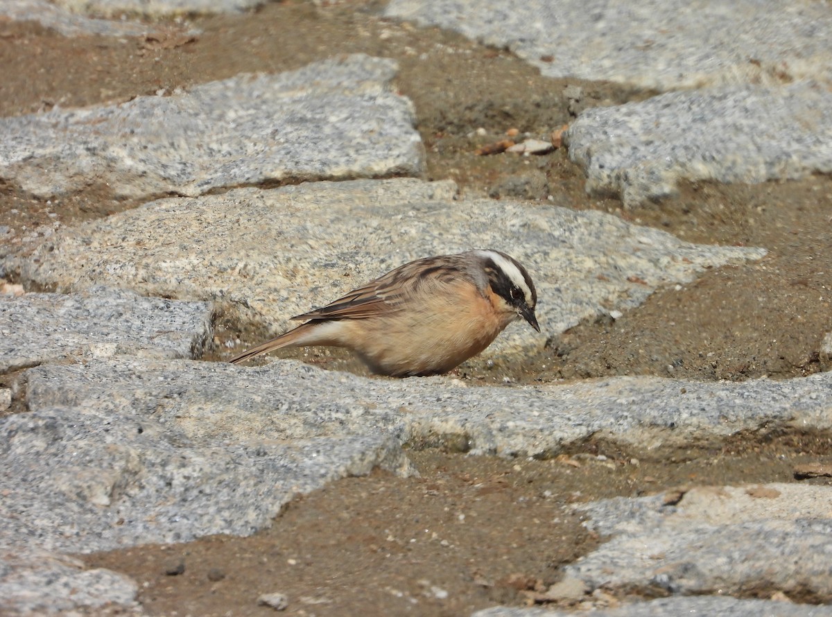 pěvuška hnědavá - ML643077401