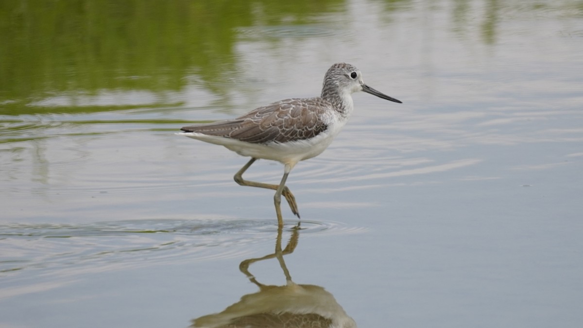 Common Greenshank - ML643077402