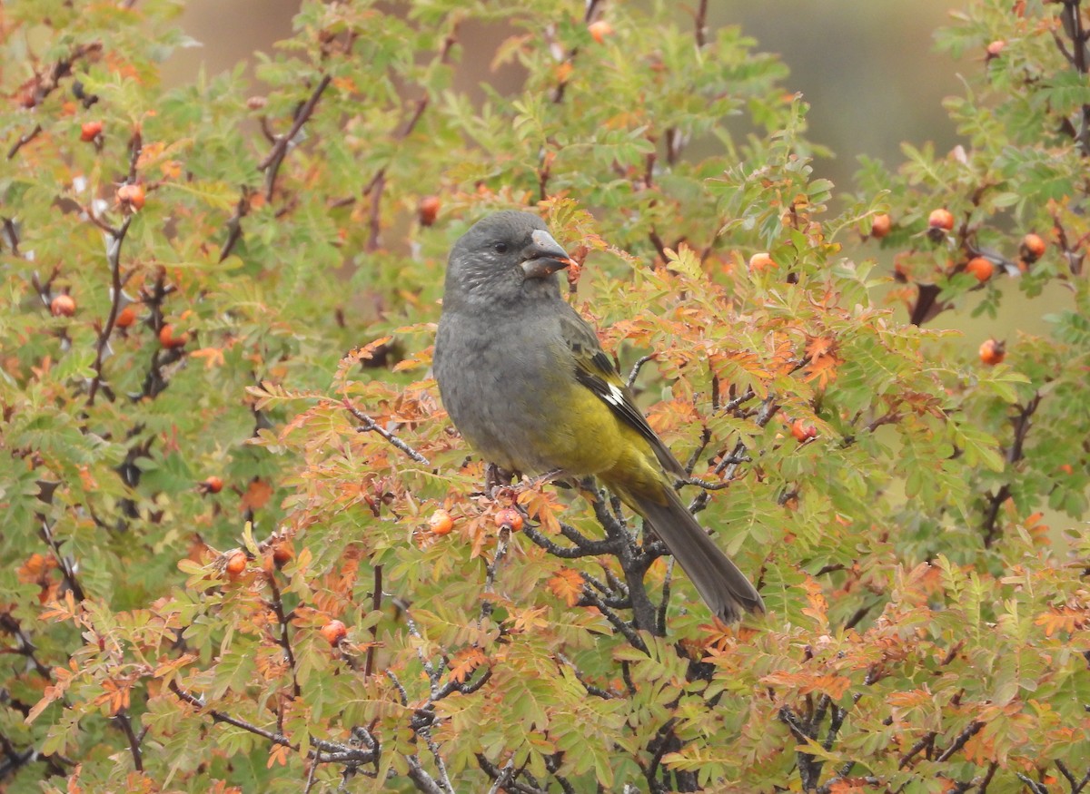 White-winged Grosbeak - ML643077424