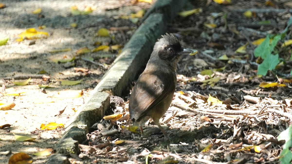 Masked Laughingthrush - ML643077429