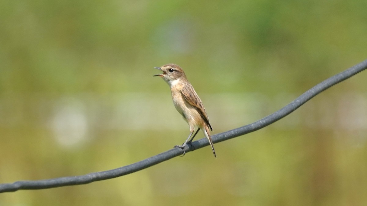 Amur Stonechat - ML643077440