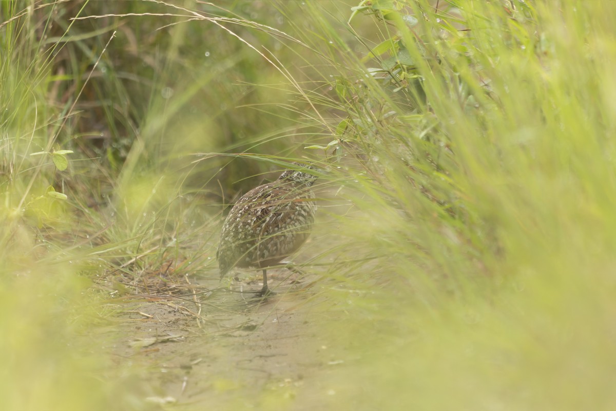 Barred Buttonquail - ML643077442