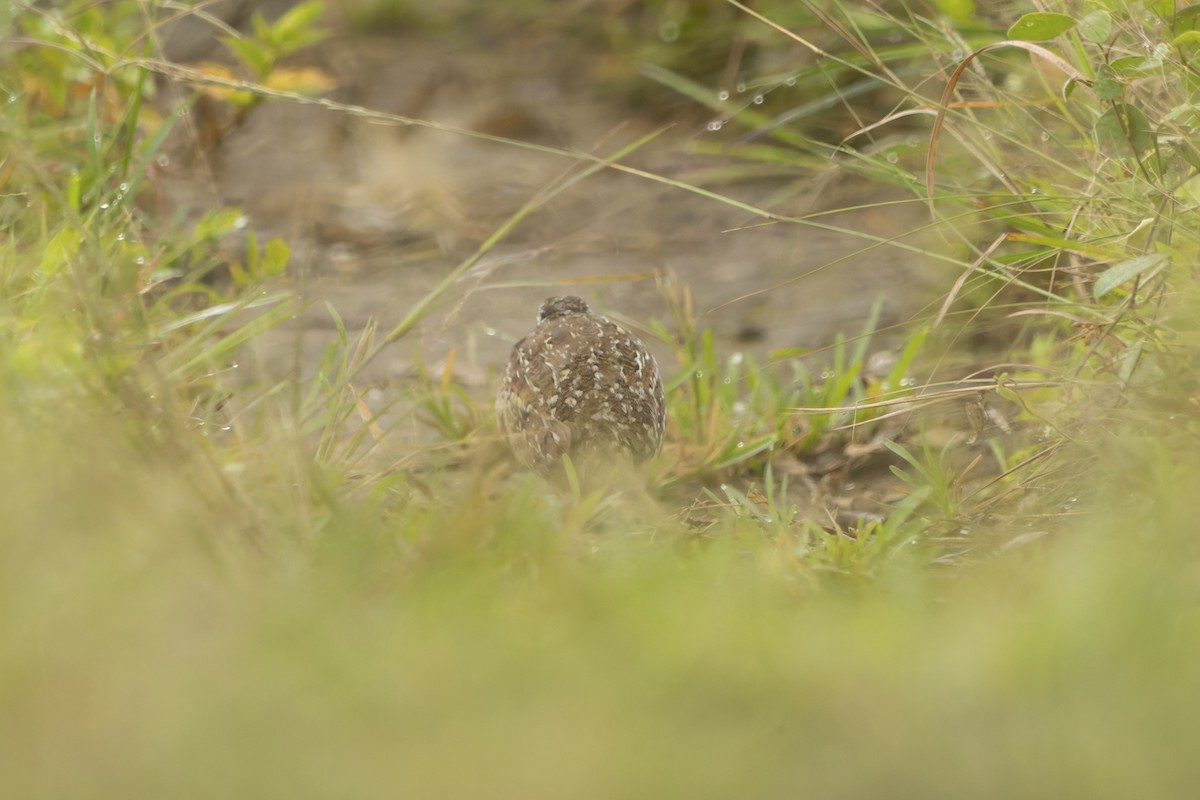 Barred Buttonquail - ML643077443