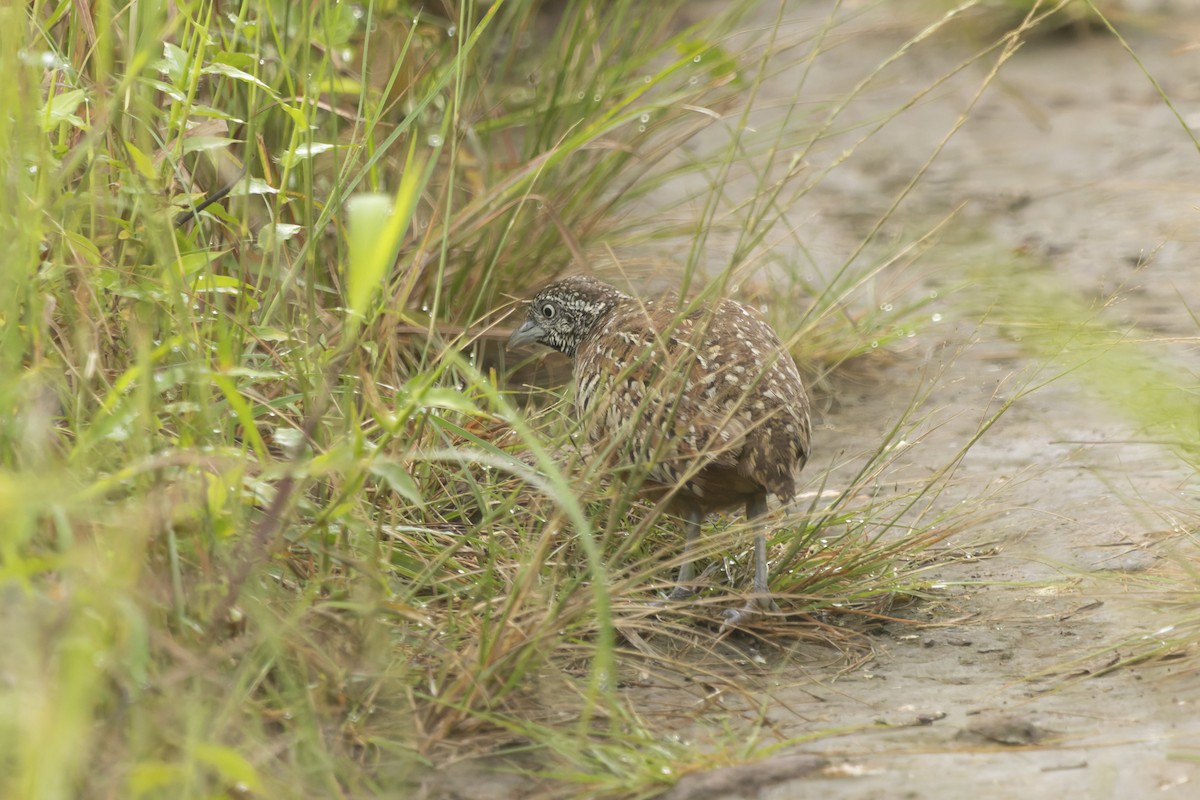 Barred Buttonquail - ML643077444