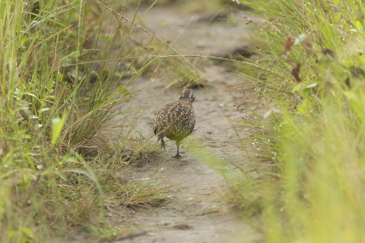 Barred Buttonquail - ML643077445