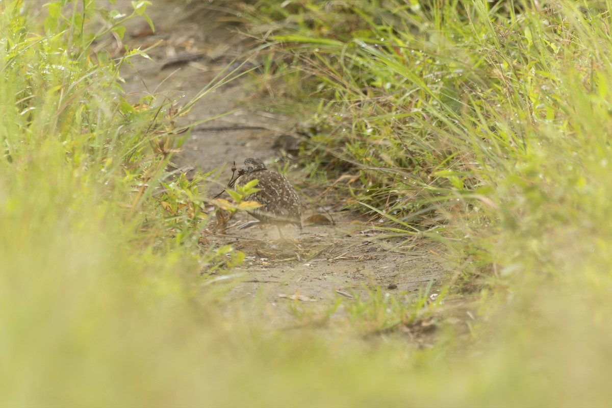 Barred Buttonquail - ML643077446