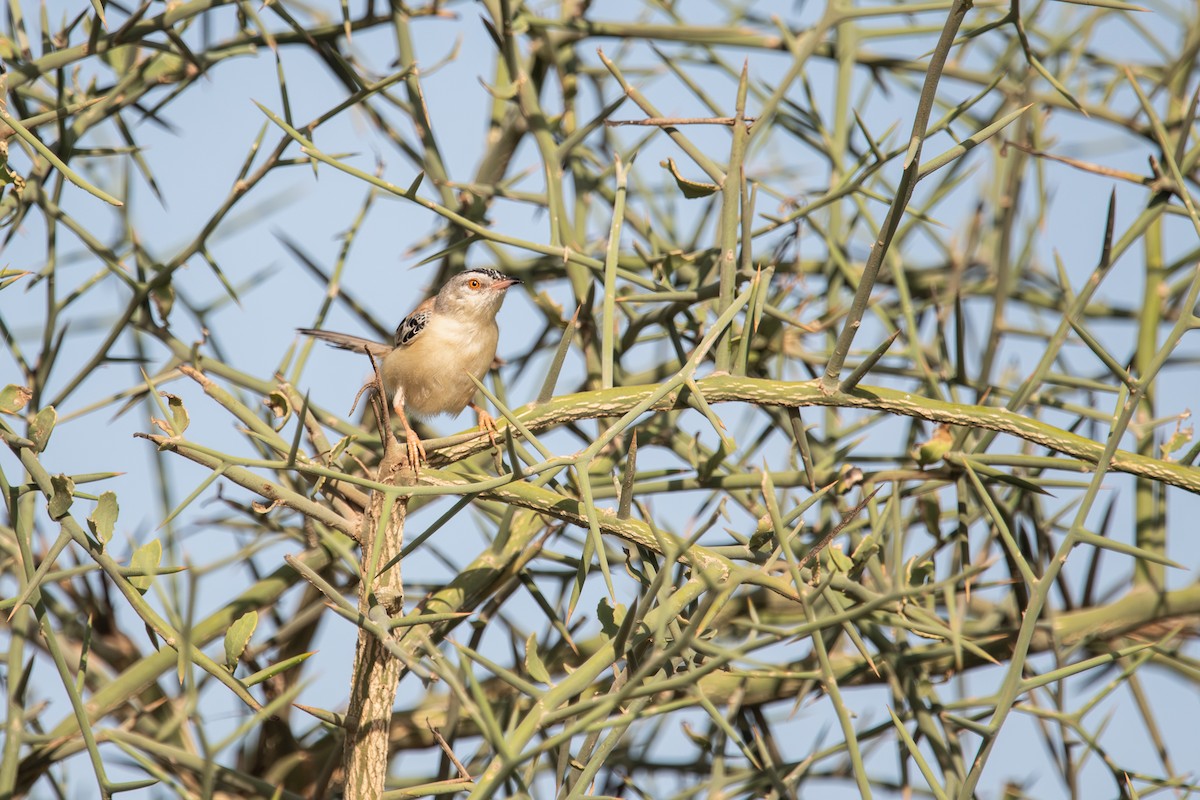 Cricket Longtail - ML643077491