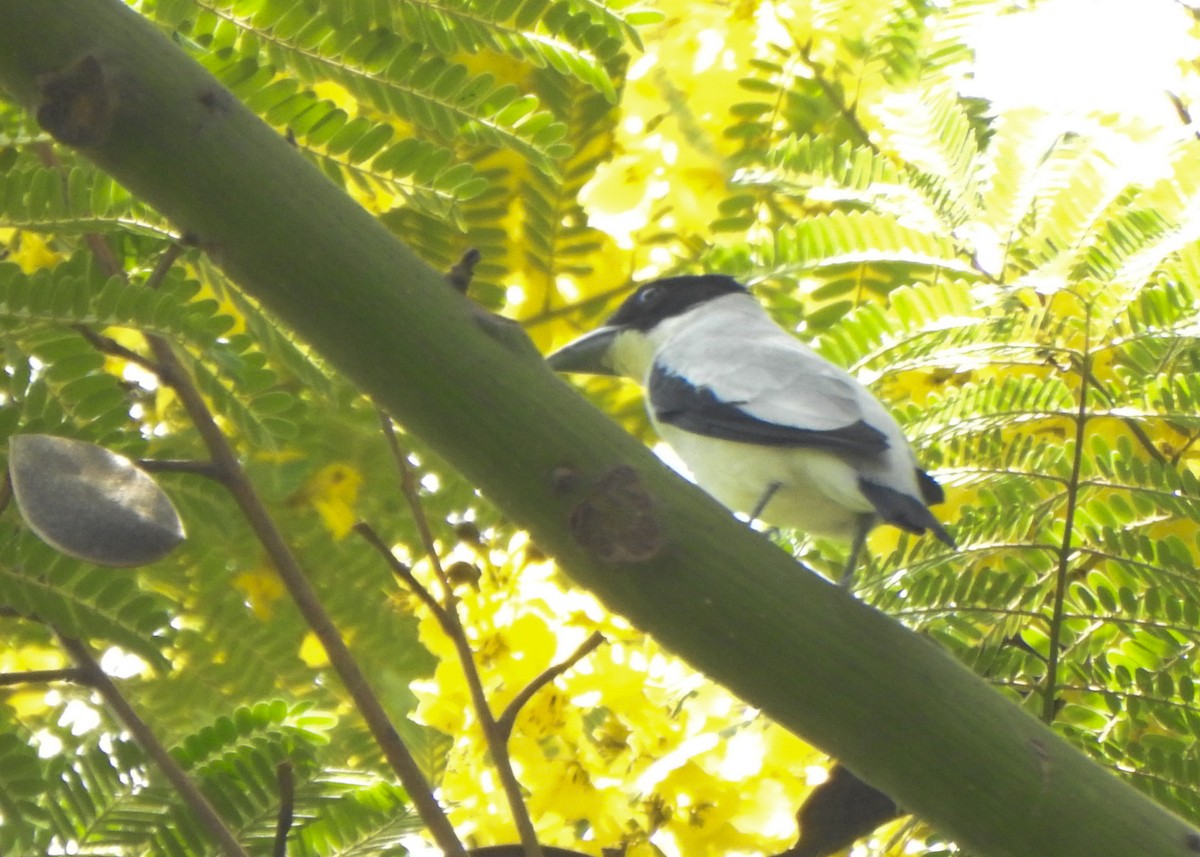 Black-crowned Tityra - ML643077494