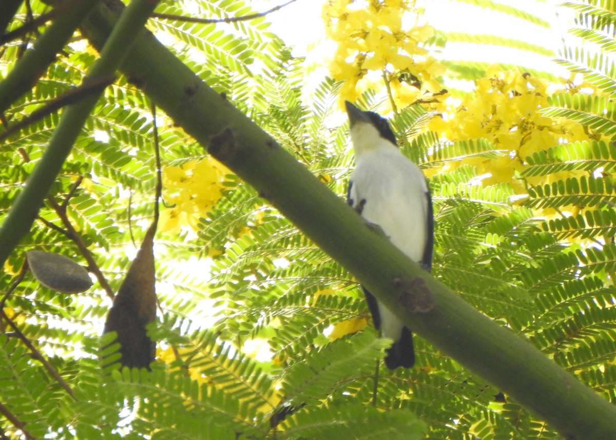 Black-crowned Tityra - ML643077495