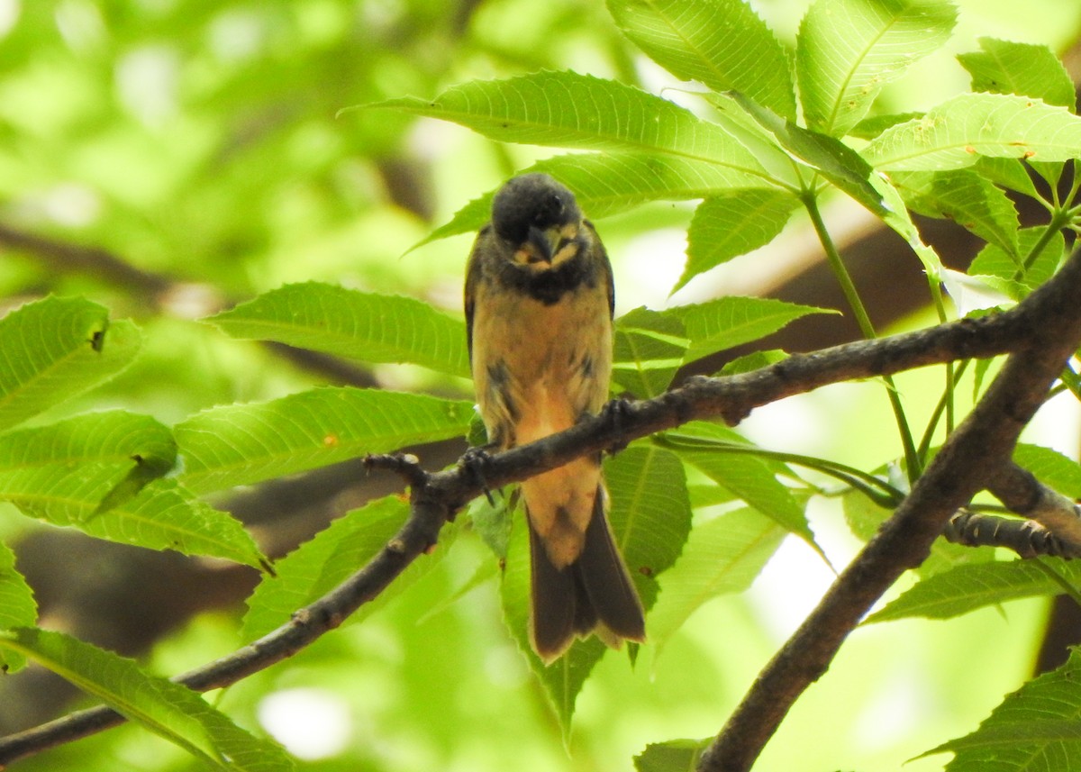 Double-collared Seedeater - ML643077506